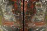 Colorful, Tall, Arizona Petrified Wood Bookends - Arizona #180251-1
